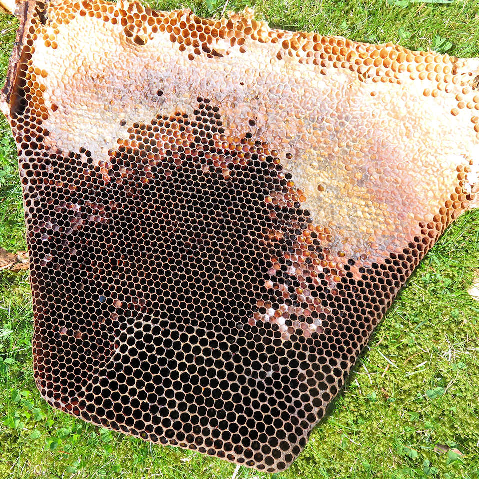 Generisches Maskulinum-Bienenwaben