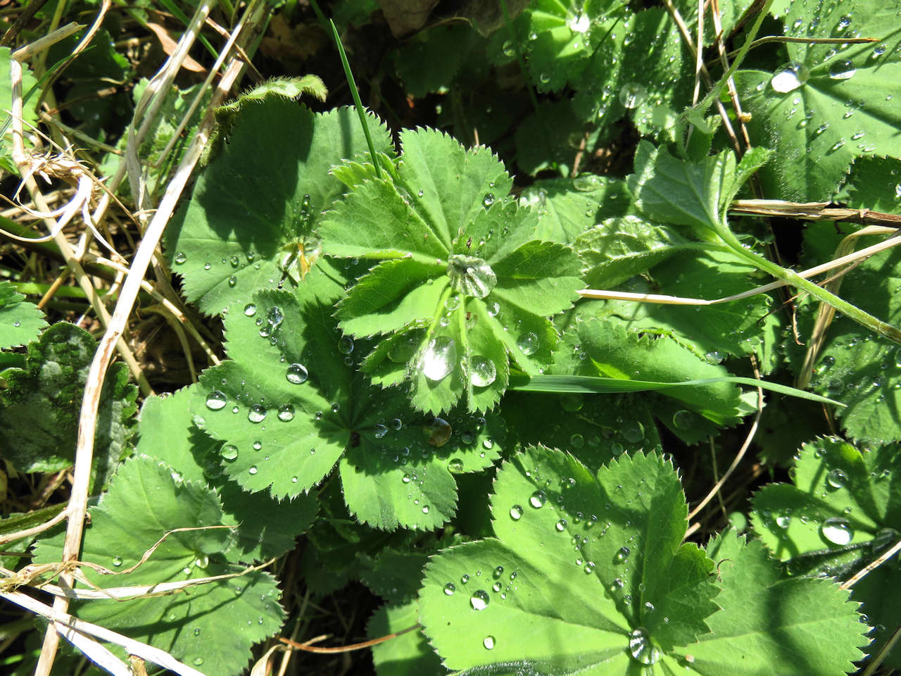 Frauen und Männer - Frauenmantel