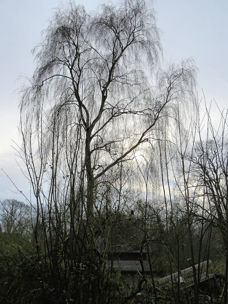 Klima - Birke in der Novembersonne.
