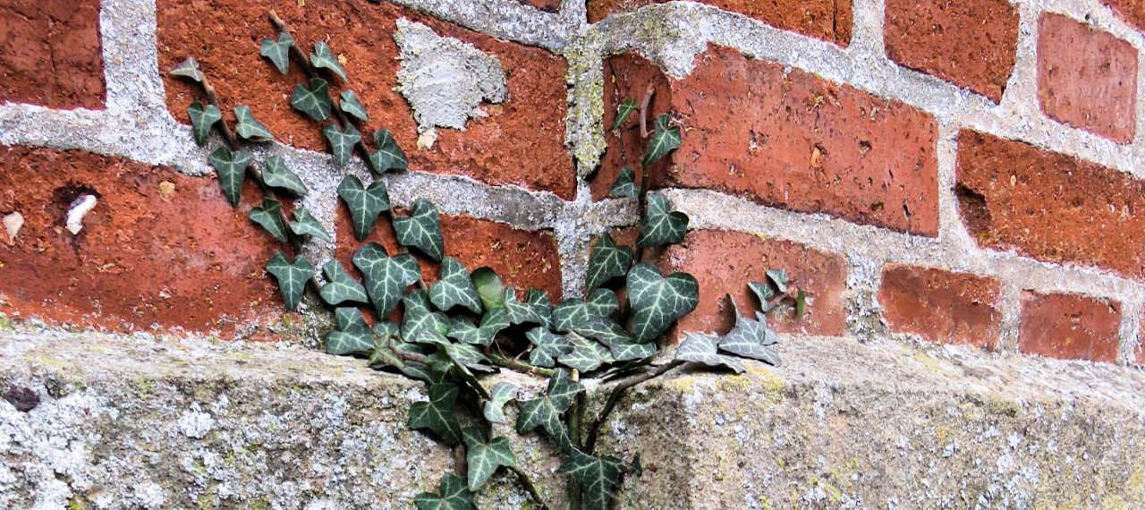 Efeu –  Früchte im Winter