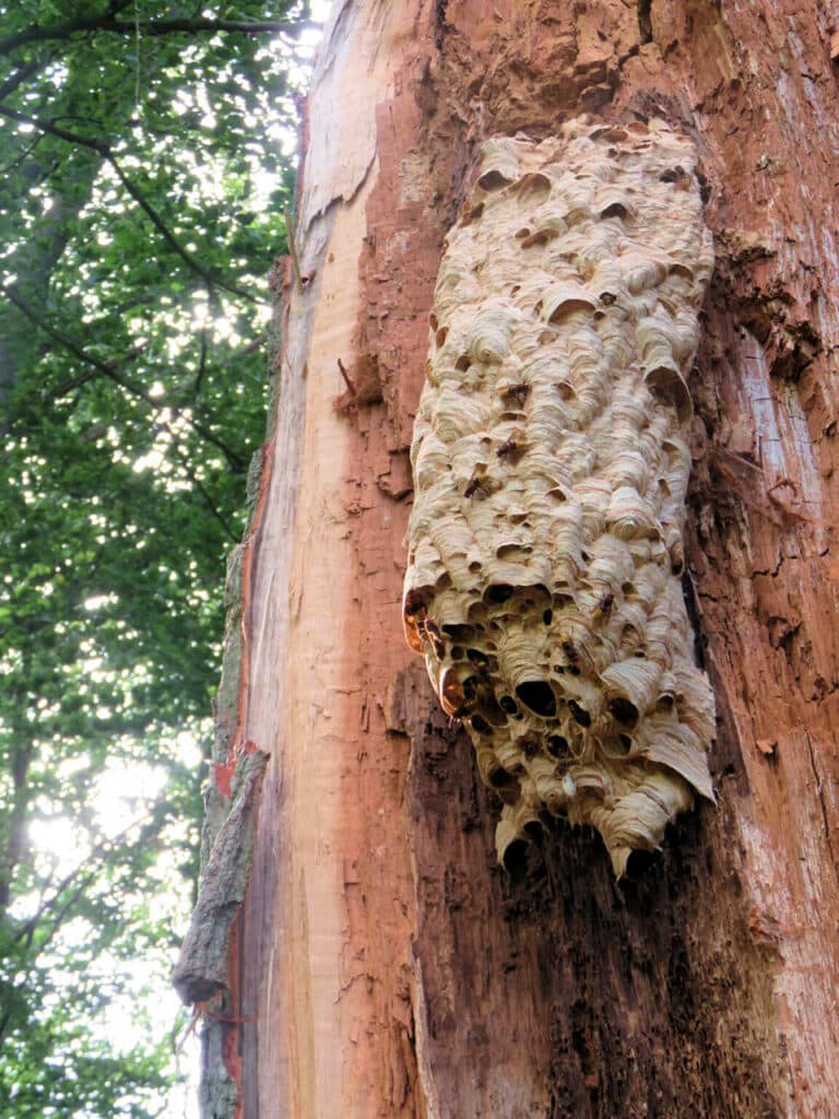 Schöne Begegnung - Bewohntes Hornissennest in einem gespaltenen Baum
