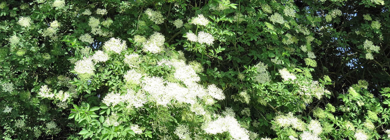 Holles Garten: Wildkräuterwanderungen und Naturerfahrung