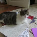 Katze auf Geschenkpapier