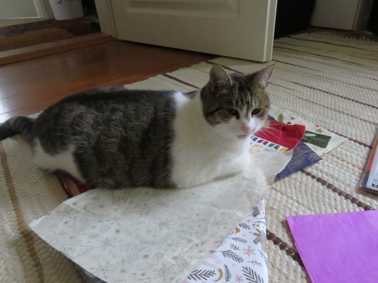 Katze auf Geschenkpapier