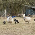 schafe und lämmer
