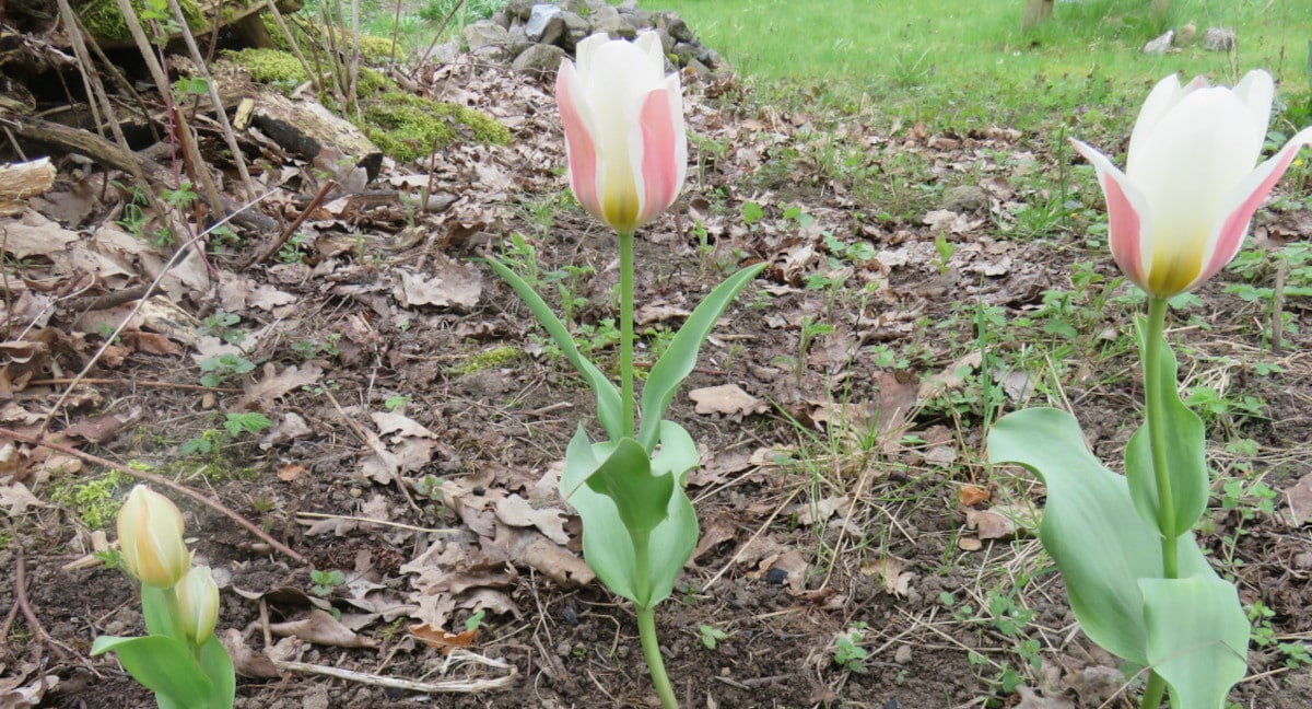 Tulpen