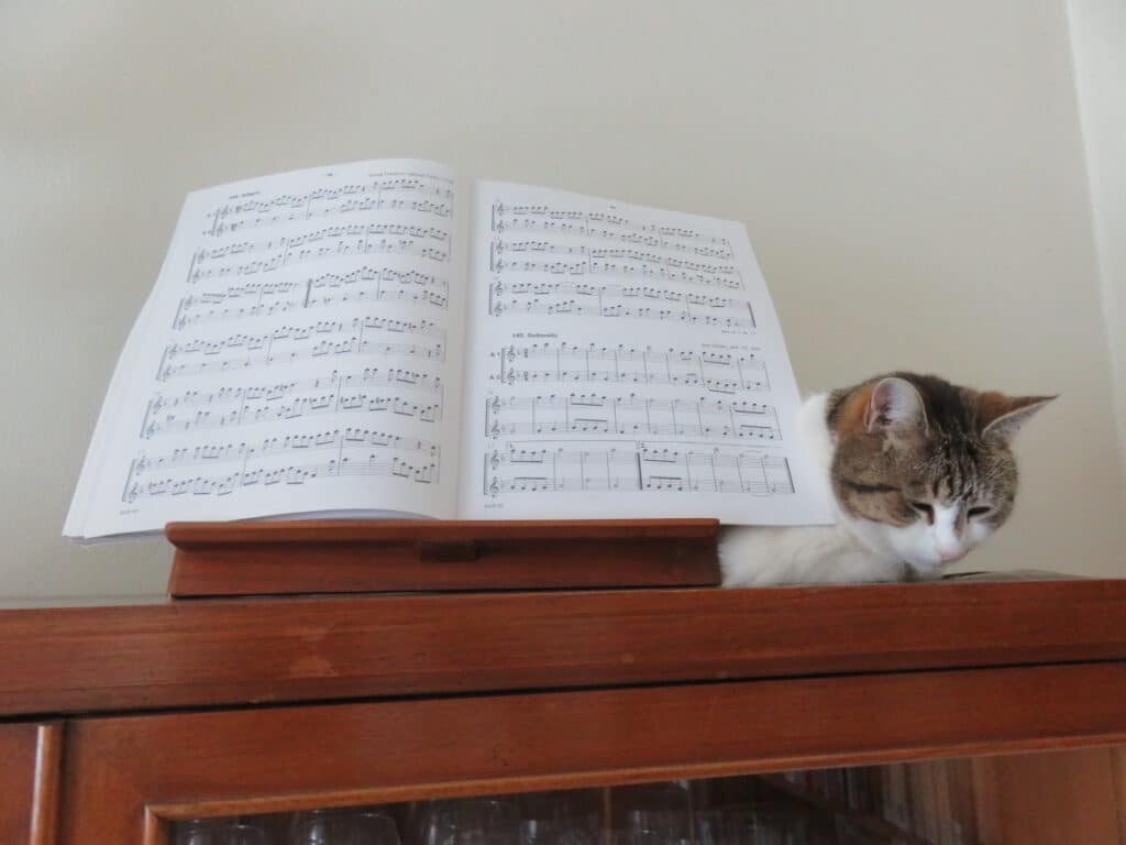 musikalische Katze