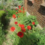 Mohn in der Morgensonne