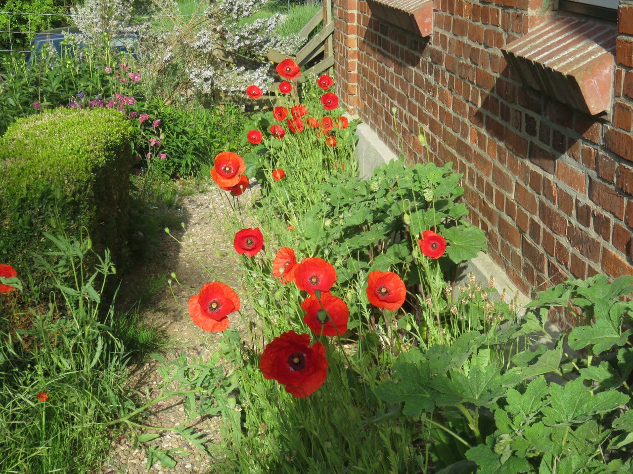 Mohn in der Morgensonne